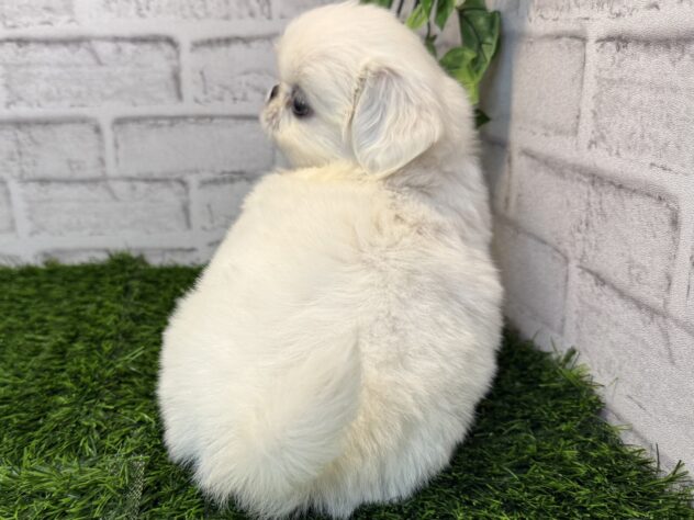 岡山県のペキニーズ (アミーゴ妹尾店/2025年8月27日生まれ/男の子/ホワイト)の子犬の3枚目の画像