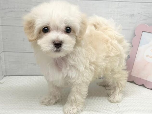 徳島県のハーフ犬・ミックス犬 (アミーゴ徳島店/2025年8月25日生まれ/男の子/クリーム)の子犬