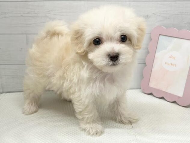 2025年8月25日生まれのハーフ犬・ミックス犬の2枚目の写真