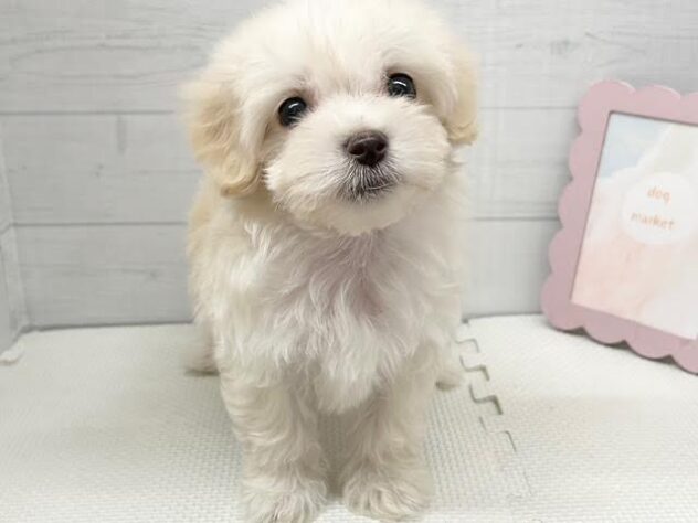 2025年8月25日生まれのハーフ犬・ミックス犬の3枚目の写真