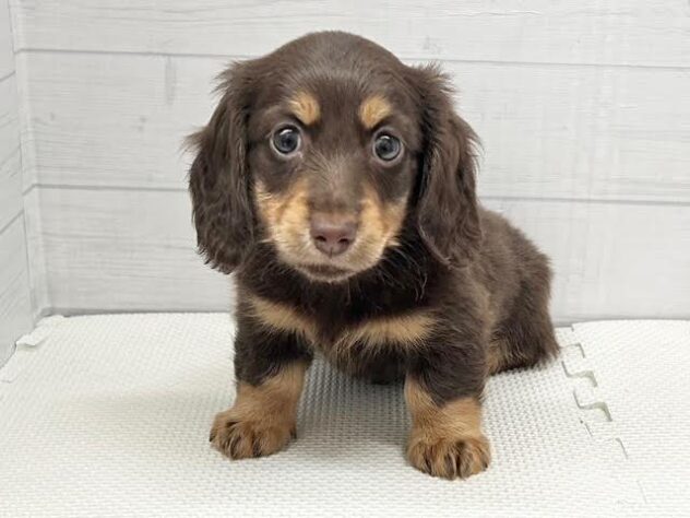 徳島県のミニチュアダックスフンド(ロング) (アミーゴ徳島店/2025年8月27日生まれ/女の子/チョコレートタン)の子犬