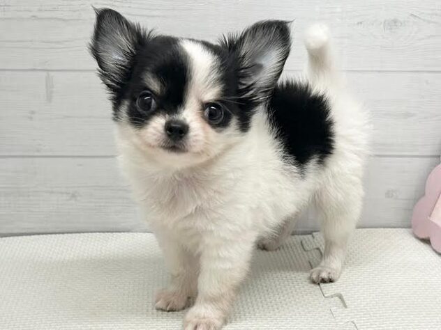 徳島県のチワワ(ロング) (アミーゴ徳島店/2025年8月29日生まれ/男の子/ホワイトブラックタン)の子犬の1枚目の画像