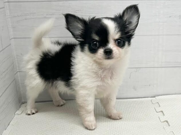 徳島県のチワワ(ロング) (アミーゴ徳島店/2025年8月29日生まれ/男の子/ホワイトブラックタン)の子犬の2枚目の画像