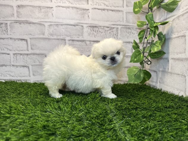 岡山県のペキニーズ (アミーゴ妹尾店/2025年8月27日生まれ/男の子/ホワイト)の子犬の4枚目の画像