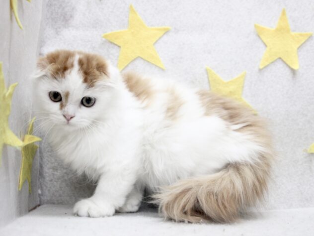 2025年8月31日生まれのスコティッシュフォールドの3枚目の写真