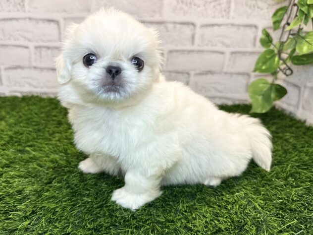 岡山県のペキニーズ (アミーゴ妹尾店/2025年8月27日生まれ/男の子/ホワイト)の子犬の1枚目の画像