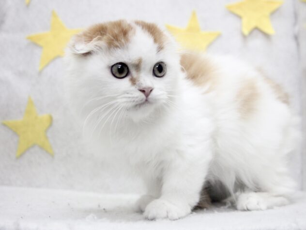 2025年8月31日生まれのスコティッシュフォールドの2枚目の写真