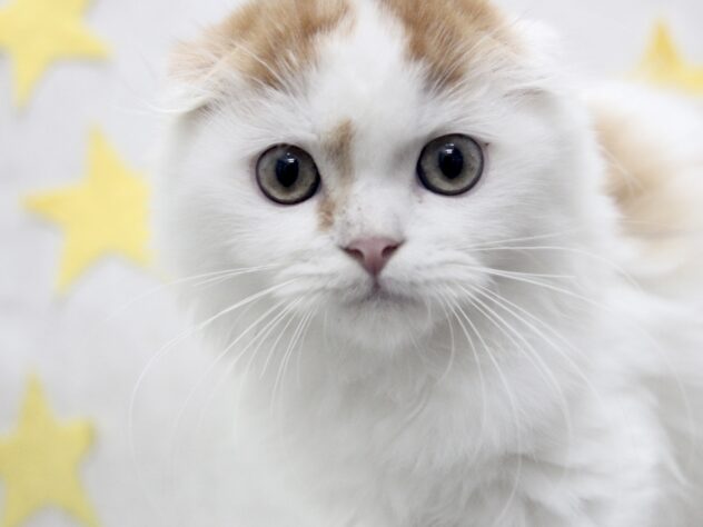 愛媛県のスコティッシュフォールド (アミーゴ新居浜店/2025年8月31日生まれ/男の子/レッドタビーホワイト)の子猫