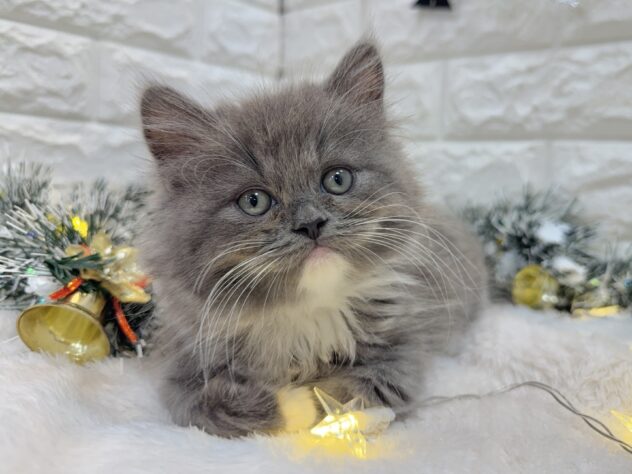 兵庫県のラガマフィン (ワンキャラット アミーゴ姫路飾磨店/2025年8月31日生まれ/男の子/ブルーホワイト)の子猫の1枚目の画像