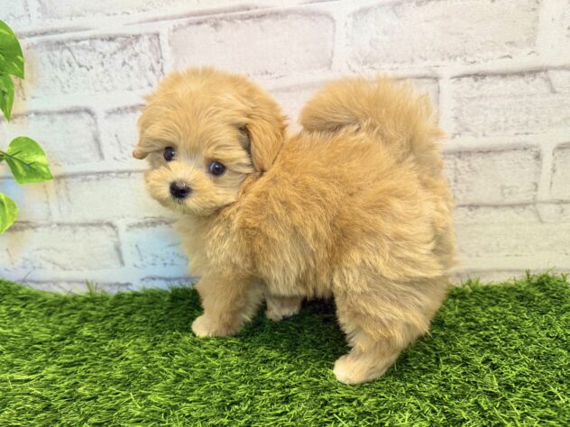 岡山県のハーフ犬・ミックス犬 (アミーゴ妹尾店/2025年9月4日生まれ/男の子/クリーム)の子犬の3枚目の画像