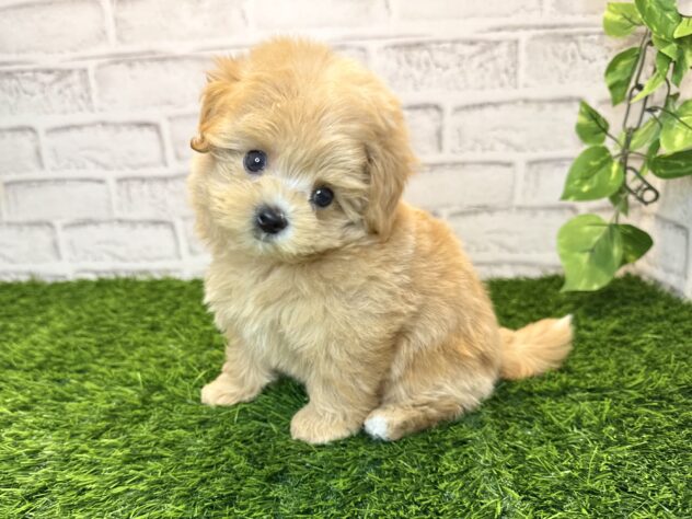 岡山県のハーフ犬・ミックス犬 (アミーゴ妹尾店/2025年9月4日生まれ/男の子/クリーム)の子犬の2枚目の画像