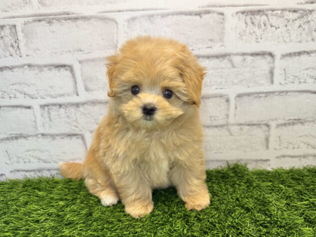 岡山県のハーフ犬・ミックス犬 (アミーゴ妹尾店/2025年9月4日生まれ/男の子/クリーム)の子犬の1枚目の画像