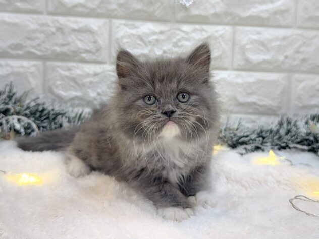 兵庫県のラガマフィン (ワンキャラット アミーゴ姫路飾磨店/2025年8月31日生まれ/男の子/ブルーホワイト)の子猫の3枚目の画像