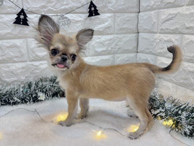 兵庫県のハーフ犬・ミックス犬 (ワンキャラット アミーゴ姫路飾磨店/2025年7月16日生まれ/女の子/フォーン)の子犬の3枚目の画像