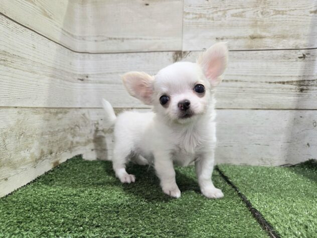 徳島県のチワワ(ロング) (アミーゴ徳島沖浜店/2025年8月23日生まれ/男の子/ホワイトクリーム)の子犬