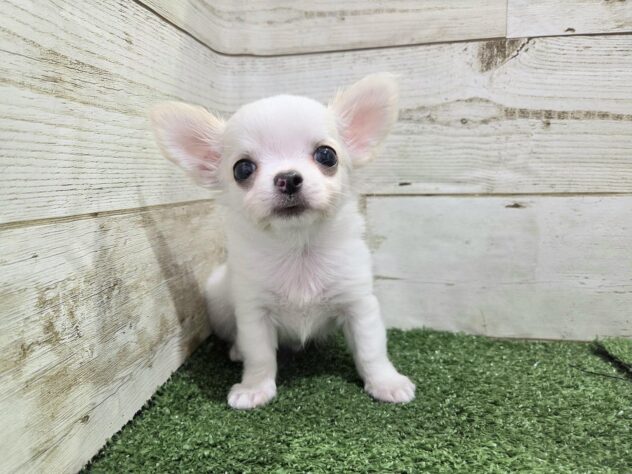 2025年8月23日生まれのチワワ(ロング)の2枚目の写真
