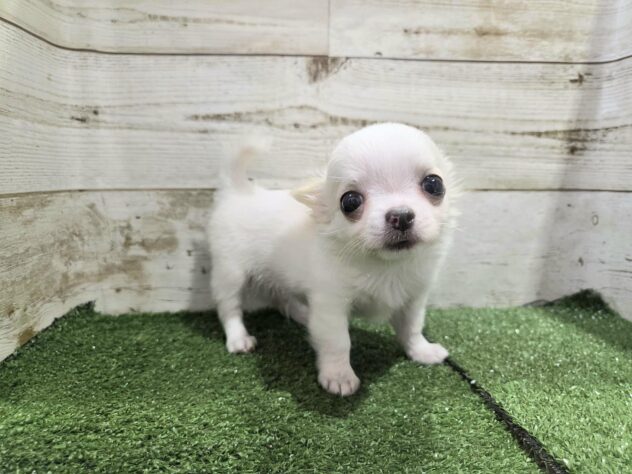 2025年8月23日生まれのチワワ(ロング)の3枚目の写真