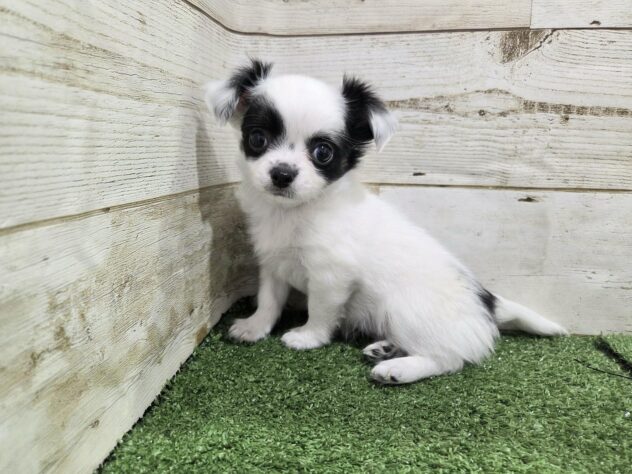 徳島県のチワワ(ロング) (アミーゴ徳島沖浜店/2025年8月25日生まれ/女の子/ホワイトブラックタン)の子犬