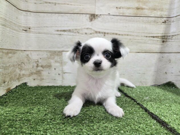 2025年8月25日生まれのチワワ(ロング)の2枚目の写真