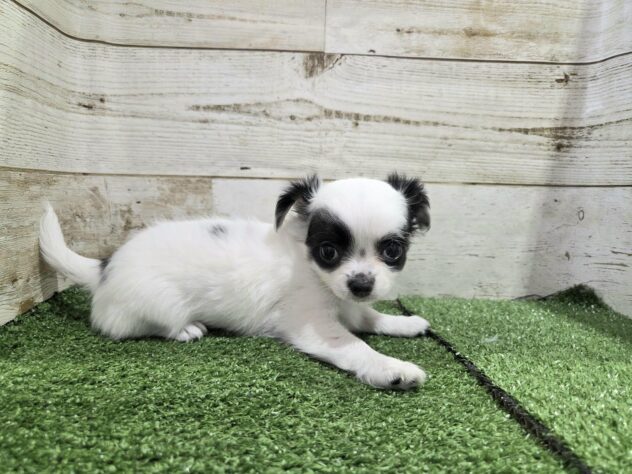 2025年8月25日生まれのチワワ(ロング)の3枚目の写真