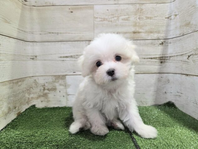 2025年8月25日生まれのハーフ犬・ミックス犬の3枚目の写真