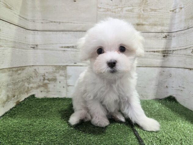 徳島県のハーフ犬・ミックス犬 (アミーゴ徳島沖浜店/2025年8月25日生まれ/男の子/ホワイト)の子犬