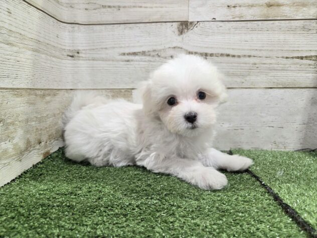 2025年8月25日生まれのハーフ犬・ミックス犬の2枚目の写真
