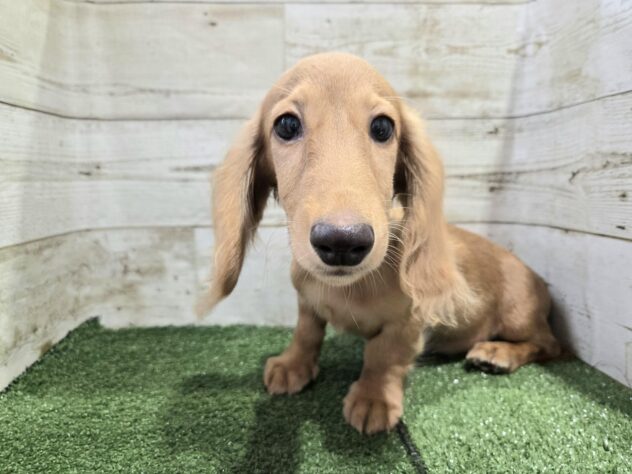 徳島県のミニチュアダックスフンド(ロング) (アミーゴ徳島沖浜店/2025年7月17日生まれ/男の子/ゴールド)の子犬