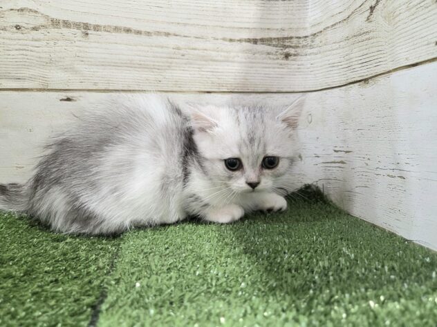 徳島県のマンチカン (アミーゴ徳島沖浜店/2025年8月23日生まれ/女の子/シルバータビーホワイト)の子猫の2枚目の画像