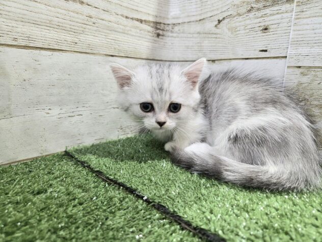 徳島県のマンチカン (アミーゴ徳島沖浜店/2025年8月23日生まれ/女の子/シルバータビーホワイト)の子猫