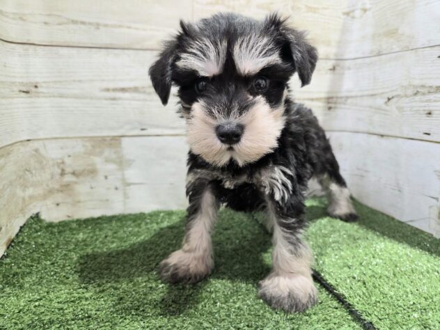 徳島県のミニチュアシュナウザー (アミーゴ徳島沖浜店/2025年9月2日生まれ/男の子/ブラックシルバー)の子犬