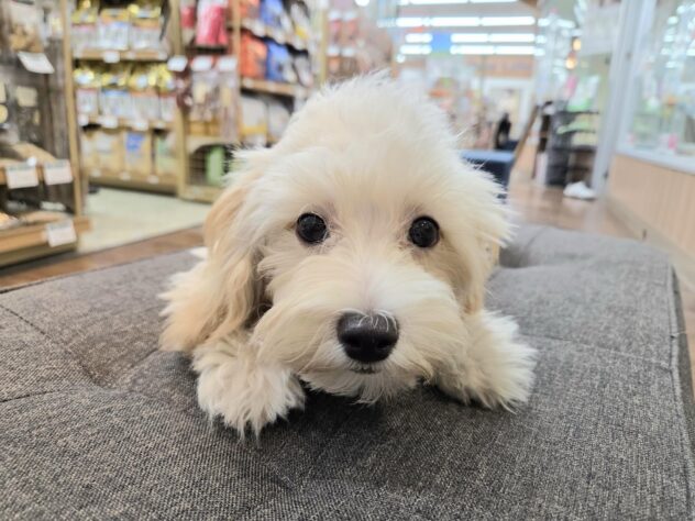 徳島県のハーフ犬・ミックス犬 (アミーゴ徳島沖浜店/2025年6月13日生まれ/女の子/アプリコット)の子犬