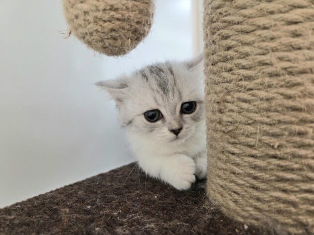 徳島県のマンチカン (アミーゴ徳島沖浜店/2025年8月23日生まれ/女の子/シルバータビーホワイト)の子猫の3枚目の画像