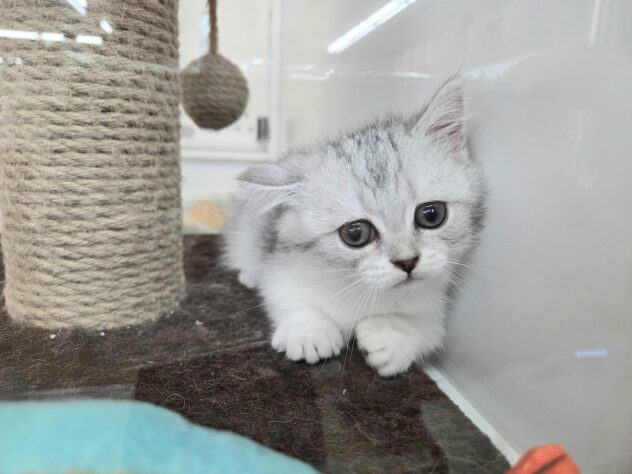 徳島県のマンチカン (アミーゴ徳島沖浜店/2025年8月23日生まれ/女の子/シルバータビーホワイト)の子猫の2枚目の画像