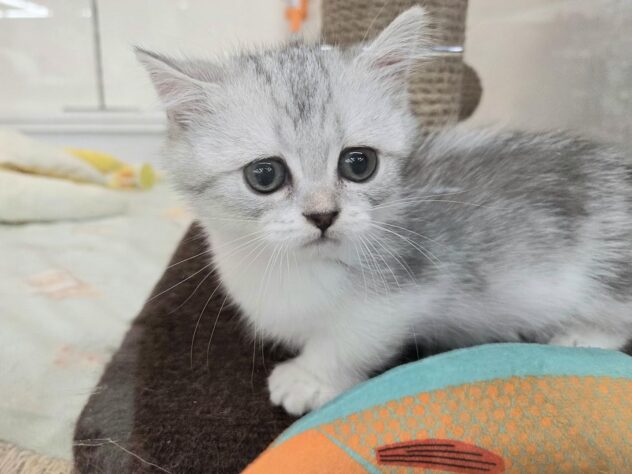 徳島県のマンチカン (アミーゴ徳島沖浜店/2025年8月23日生まれ/女の子/シルバータビーホワイト)の子猫の1枚目の画像