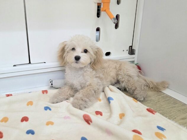 徳島県のハーフ犬・ミックス犬 (アミーゴ徳島沖浜店/2025年6月13日生まれ/女の子/アプリコット)の子犬の2枚目の画像