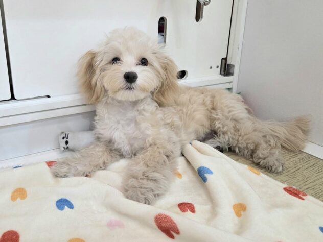 徳島県のハーフ犬・ミックス犬 (アミーゴ徳島沖浜店/2025年6月13日生まれ/女の子/アプリコット)の子犬の1枚目の画像