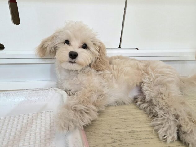 徳島県のハーフ犬・ミックス犬 (アミーゴ徳島沖浜店/2025年6月13日生まれ/女の子/アプリコット)の子犬の3枚目の画像