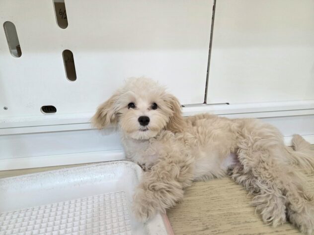 徳島県のハーフ犬・ミックス犬 (アミーゴ徳島沖浜店/2025年6月13日生まれ/女の子/アプリコット)の子犬の4枚目の画像