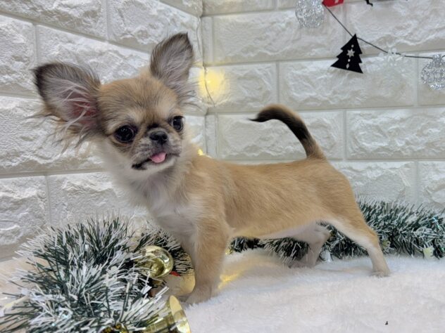 兵庫県のハーフ犬・ミックス犬 (ワンキャラット アミーゴ姫路飾磨店/2025年7月16日生まれ/女の子/フォーン)の子犬の4枚目の画像