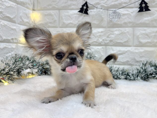 兵庫県のハーフ犬・ミックス犬 (ワンキャラット アミーゴ姫路飾磨店/2025年7月16日生まれ/女の子/フォーン)の子犬の2枚目の画像