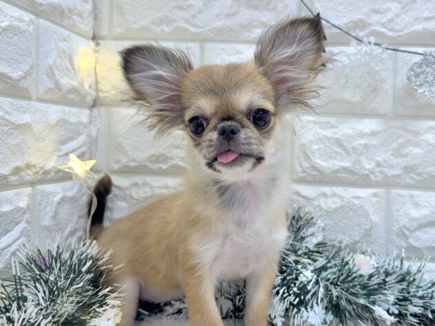 兵庫県のハーフ犬・ミックス犬 (ワンキャラット アミーゴ姫路飾磨店/2025年7月16日生まれ/女の子/フォーン)の子犬の1枚目の画像