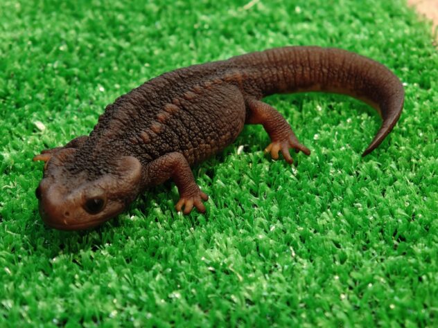 シャノラムイボイモリ | ペットワールド アミーゴ