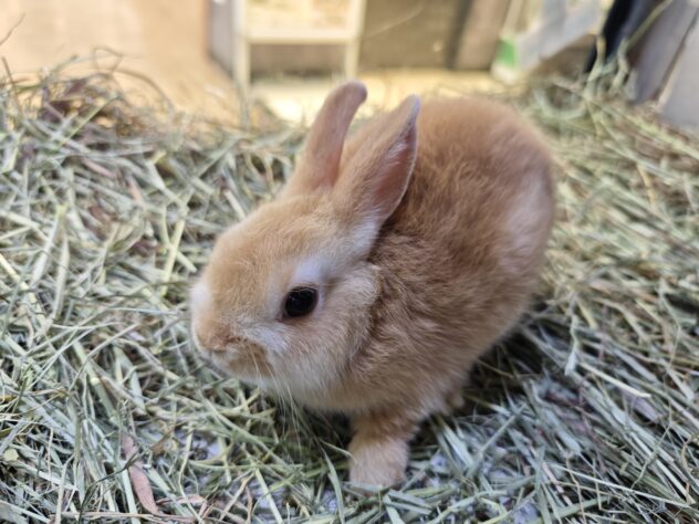 ネザーランドドワーフプレミアム | ペットワールド アミーゴ