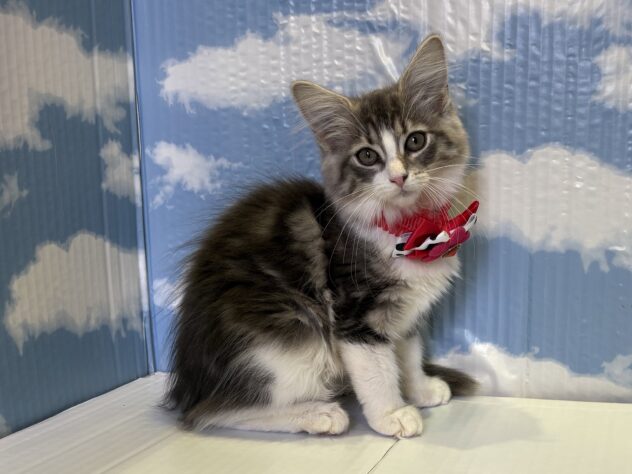 山形県のノルウェージャンフォレストキャット (アミーゴ山形南店/2025年7月15日生まれ/女の子/ブルータビーホワイト)の子猫の3枚目の画像