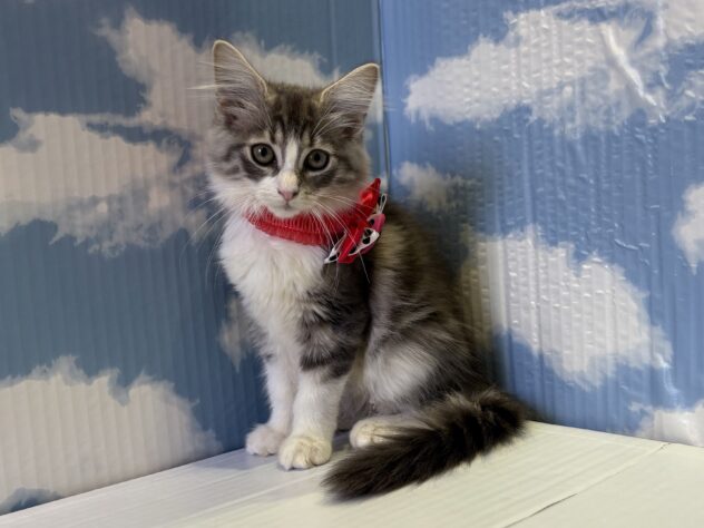 山形県のノルウェージャンフォレストキャット (アミーゴ山形南店/2025年7月15日生まれ/女の子/ブルータビーホワイト)の子猫の1枚目の画像