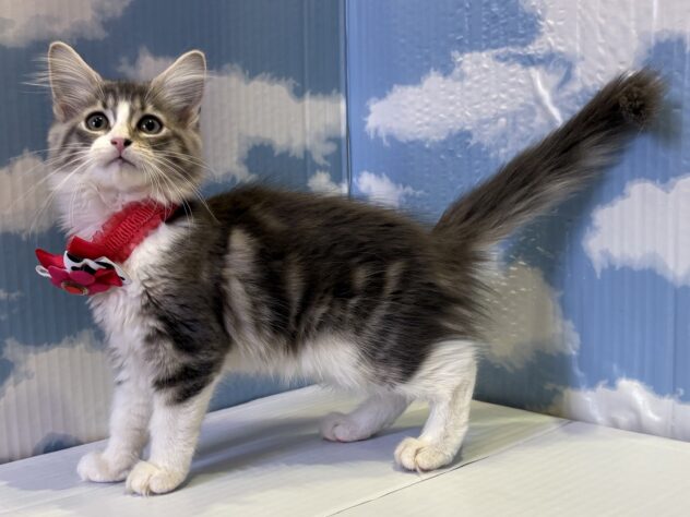 山形県のノルウェージャンフォレストキャット (アミーゴ山形南店/2025年7月15日生まれ/女の子/ブルータビーホワイト)の子猫の2枚目の画像