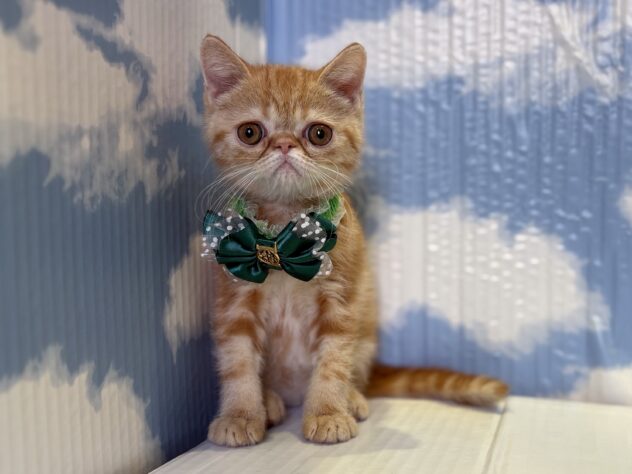 山形県のエキゾチックショートヘアー (アミーゴ山形北店/2025年8月17日生まれ/男の子/レッドタビー)の子猫の1枚目の画像