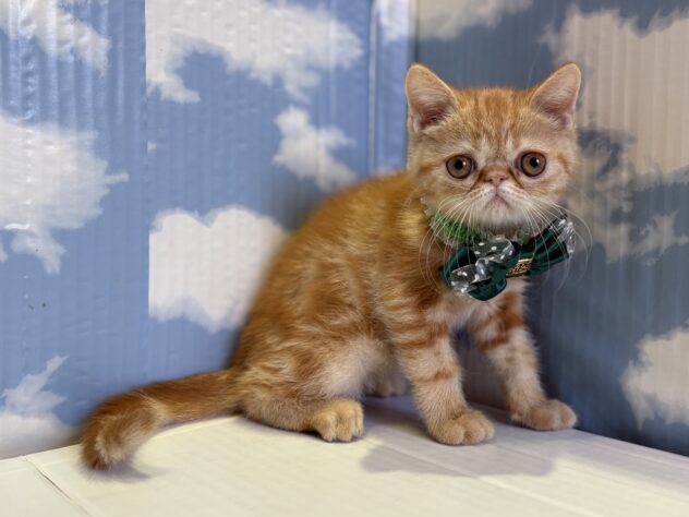 山形県のエキゾチックショートヘアー (アミーゴ山形北店/2025年8月17日生まれ/男の子/レッドタビー)の子猫の3枚目の画像