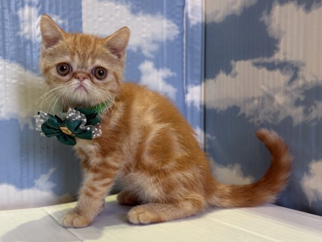 山形県のエキゾチックショートヘアー (アミーゴ山形北店/2025年8月17日生まれ/男の子/レッドタビー)の子猫の2枚目の画像